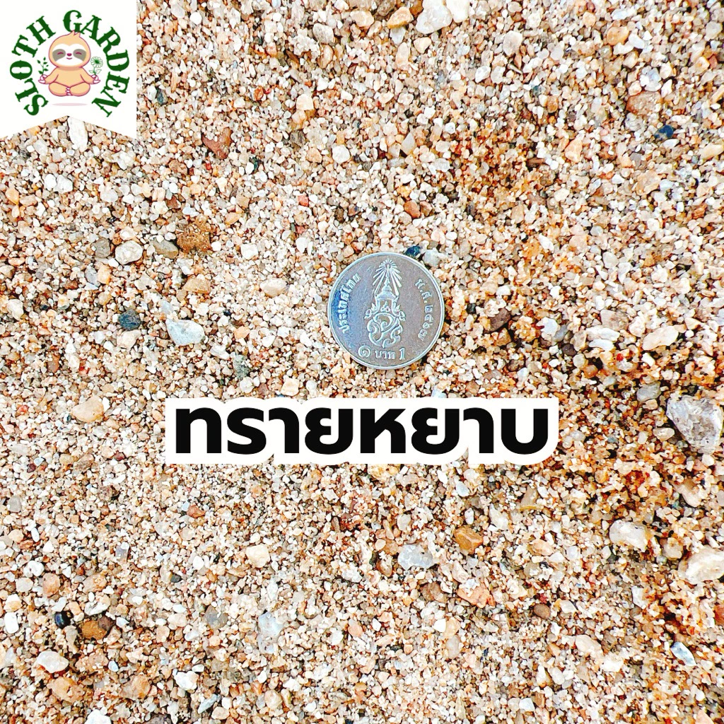 [ส่งเร็ว] ทรายแม่น้ำปิงแท้ 100% ทรายสีทองธรรมชาติ เม็ดมนไม่คม สำหรับตู้ปลา แคคตัส จัดสวนถาด ไม้ประดับ thumbnail 7