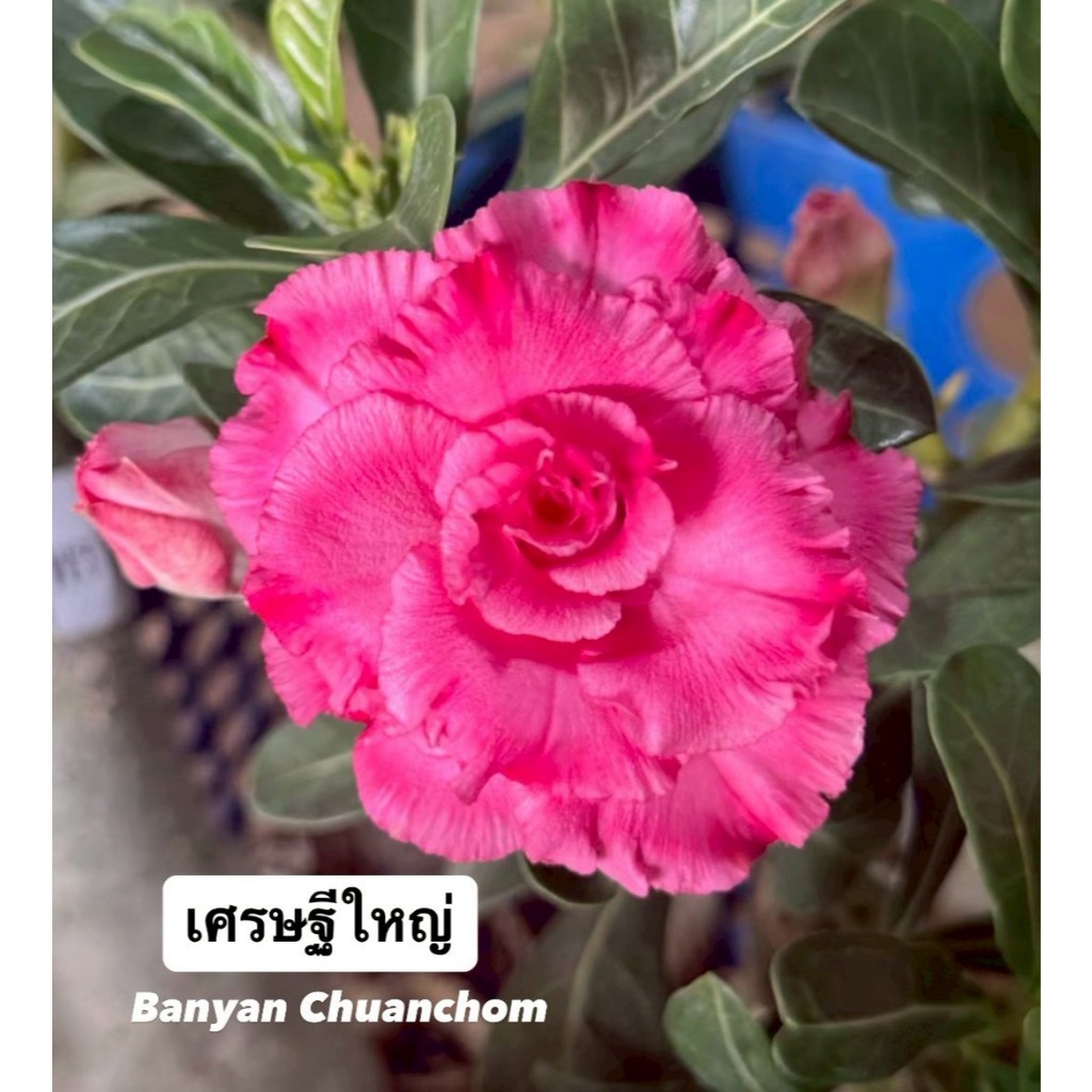 ชวนชมดอกซ้อน "เศรษฐีใหญ๋" ขนาดกระถาง 6 นิ้ว (แบบถอนจัดส่ง)