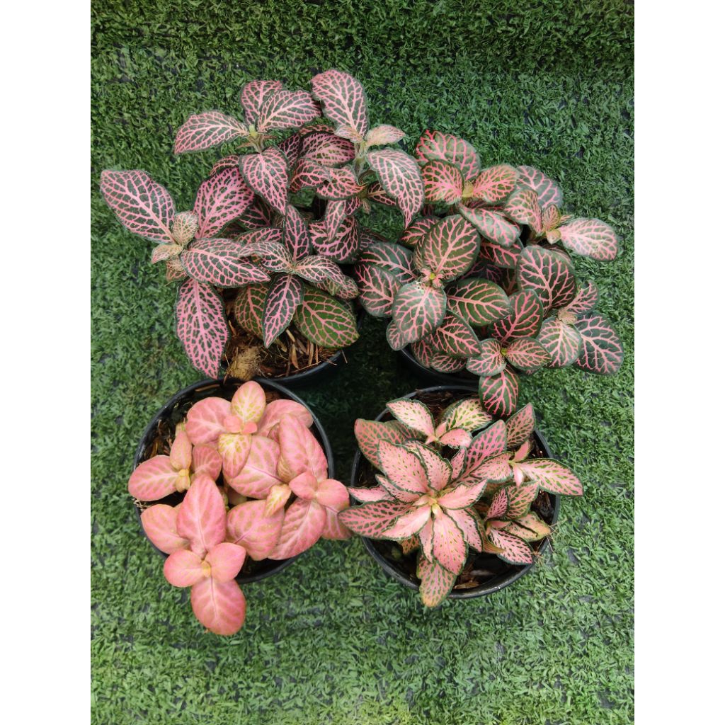 ต้นพรมออสเตรเลียแดงลายชมพู(Fittonia) ไม้ในกระถาง3"