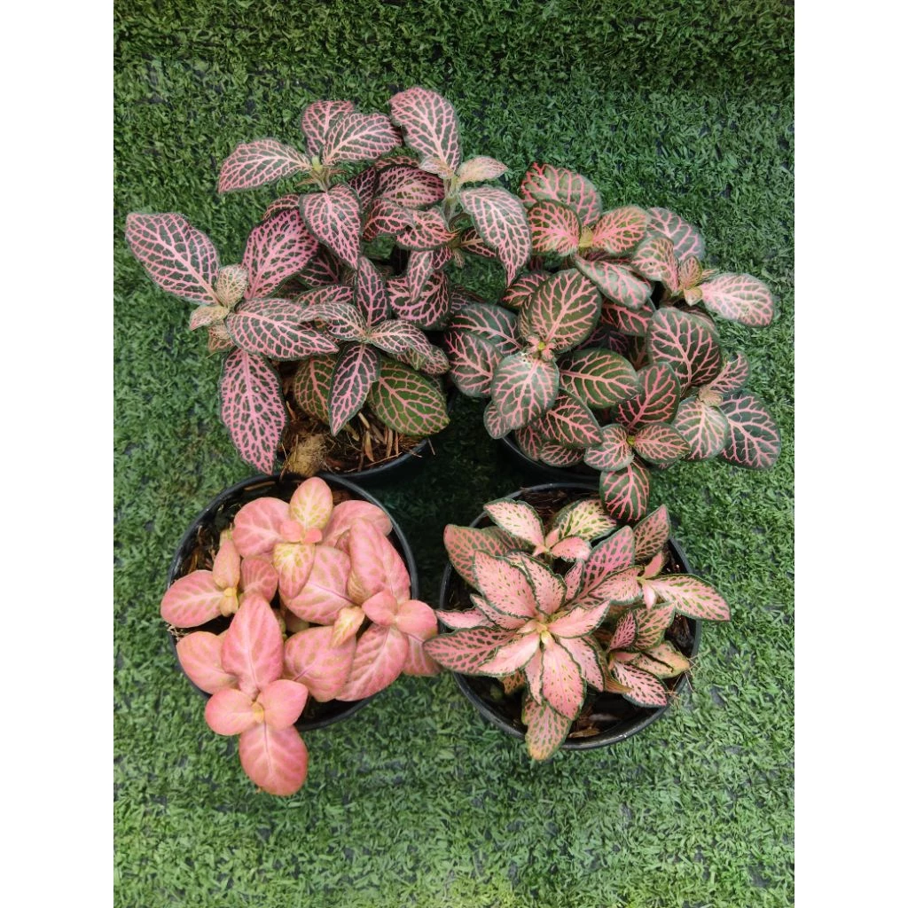 ต้นพรมออสเตรเลียแดงลายชมพู(Fittonia) ไม้ในกระถาง3"