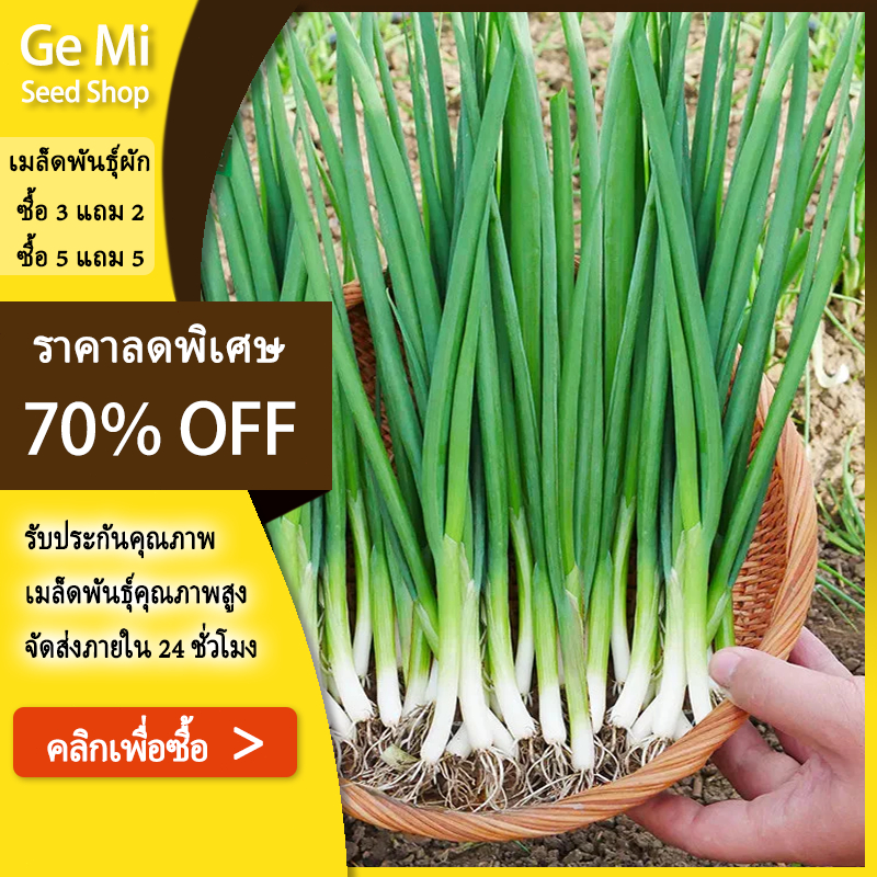 GEMI เมล็ดต้นหอม ต้นหอมแบ่ง บรรจุ1000เมล็ด
