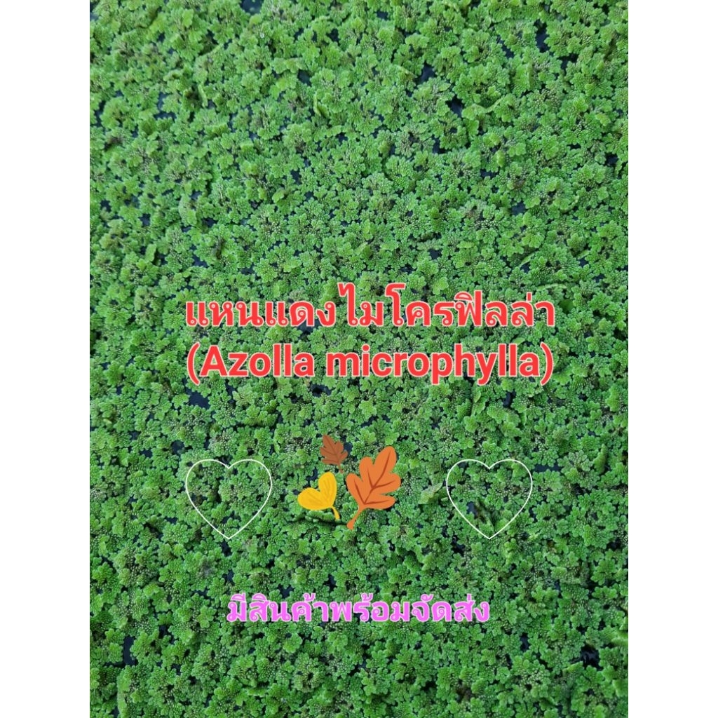 🌟⚡มีสินค้าพร้อมส่ง❤️แหนแดงไมโครฟิลล่า (Azolla microphylla)
