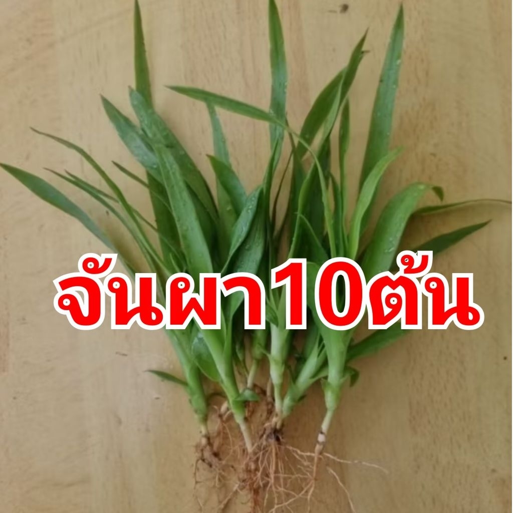 จันผาชุดละ10ต้นราคา100บาท จัดส่งแบบล้างราก