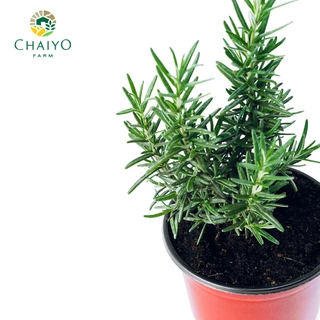ต้นโรสแมรี ออร์แกนิค Organic Rosemary และ ต้นสมุนไพรออร์แกนิค Organic Herb