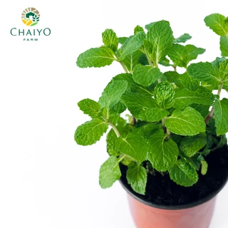 ต้นสะระแหน่ ออร์แกนิค Thai Mint (Organic) กระถาง 4 นิ้ว และ 6 นิ้ว