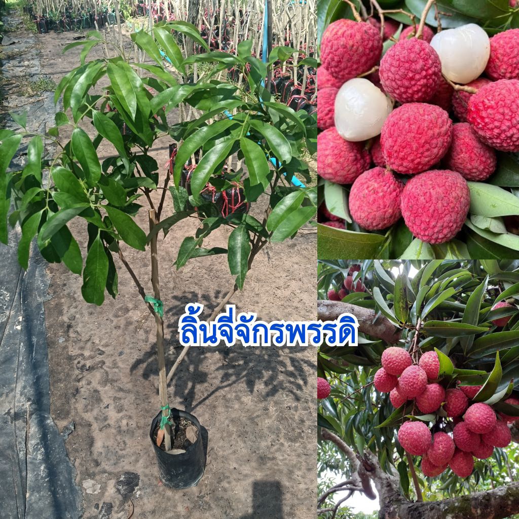 ต้นลิ้นจี่จักรพรรดิ (กิ่งตอน) ต้นสูง 70-90 เซนติเมตร สายพันธุ์แท้ 100%