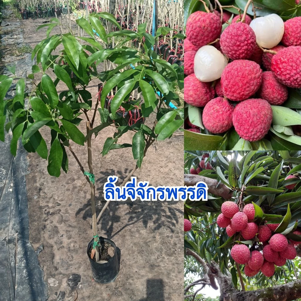 ต้นลิ้นจี่จักรพรรดิ (กิ่งตอน) ต้นสูง 70-90 เซนติเมตร สายพันธุ์แท้ 100%