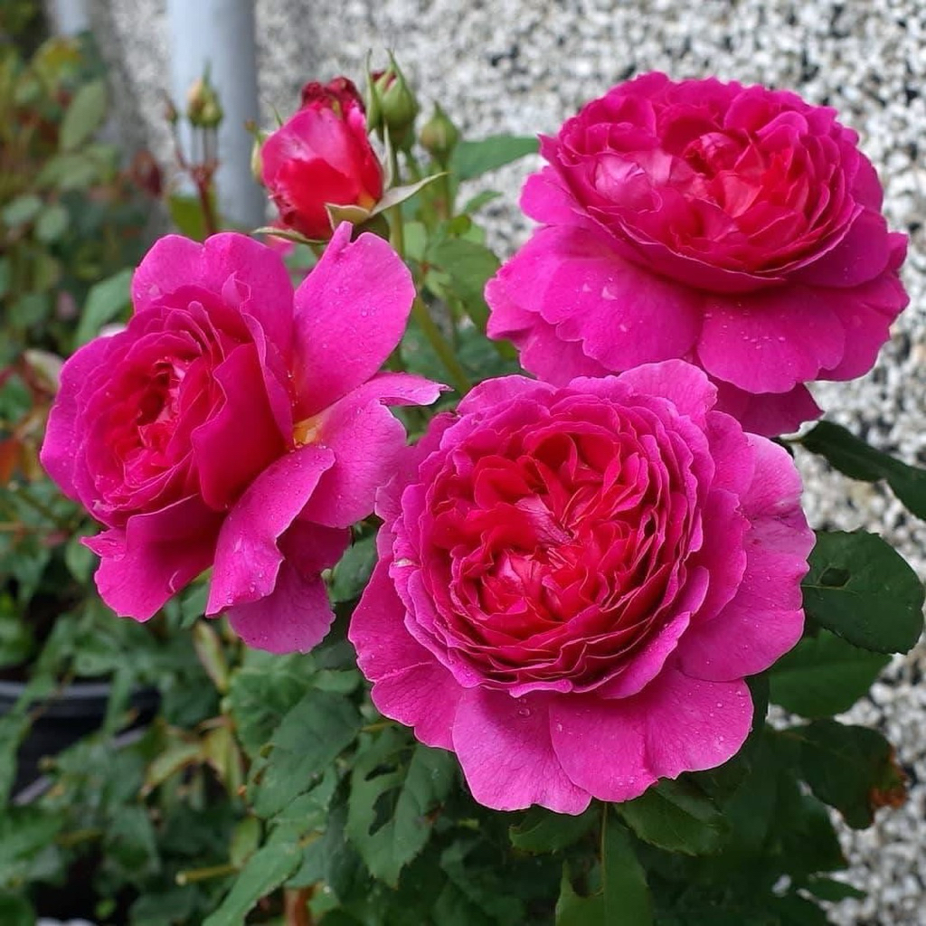 Gabriel Oak กาเบรียล โอ๊ค กุหลาบอังกฤษหอมแรง