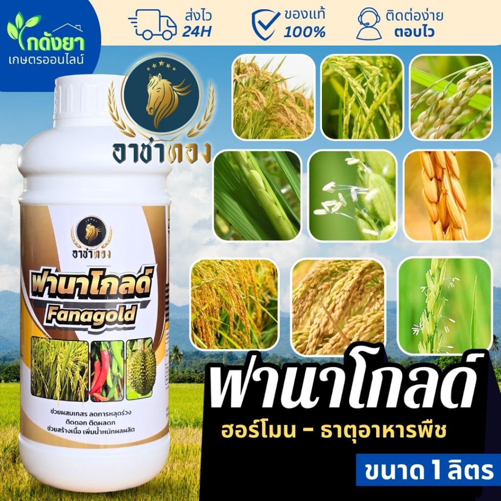 ฟานาโกลด์ 1ลิตร ตรา อาชาทอง ฮอร์โมนบำรุงข้าวท้อง จนถึงออกรวง