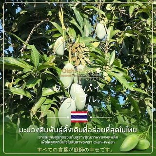 🇹🇭Oishi-fresh🥭มะม่วงเขียวเสวย(L)แก่จัด คัดพิเศษ ปลอดสารพิษ รสชาติกรอบ สด ใหม่ ใยอาหารสูง หวานออร์แกนิค เคลมได้ 1-2 วัน