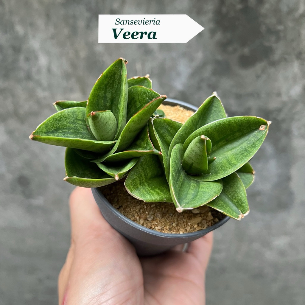 ต้นลิ้นมังกร Sansevieria Veera