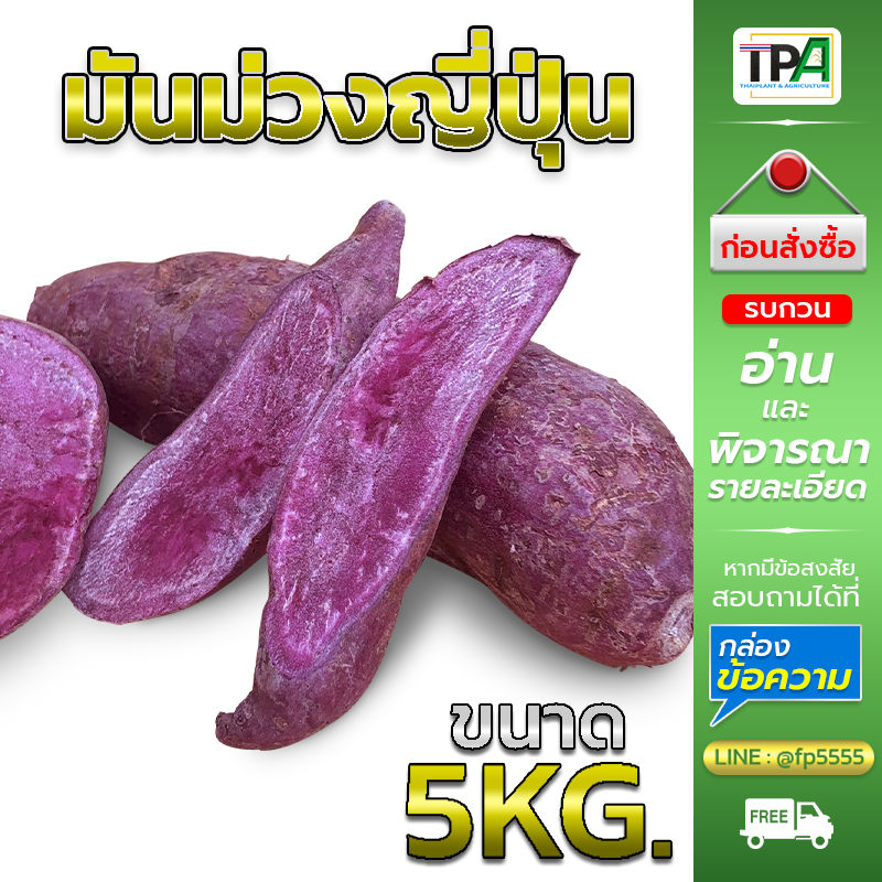 มันม่วงญี่ปุ่น-A01 (ปลูกในไทย) 5,10 กก. มันหวานญี่ปุ่น(สีม่วง) - Japanese Purple Sweet Potato