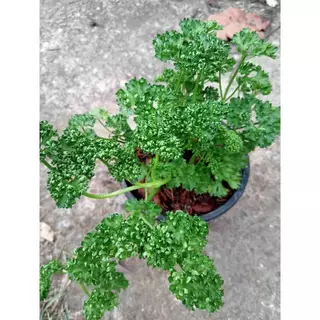 พาสเลย์ใบหยิก พาสลี่ Parsley ต้นกล้าแข็งแรง มีรากพร้อมปลูก ส่งพร้อมกระถาง5นิ้ว รับประกันทุกกรณี
