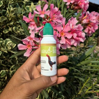 น้อง เเอนตี้ 500 ไก่ หวัด คอดัง ของเเท้ 100%