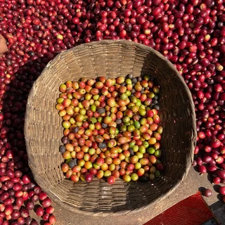 Coffee Press Duosetเมล็ดกาแฟคั่ว Arabica100% Shan State Myanmar | Classic,Jai Hug ถุงละ 250g. X 2ถุง