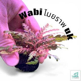 [MIN] ไมยราพuk hygrophilla pinnatifida uk