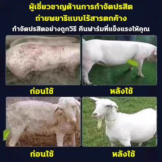 🚚ส่งจากกรุงเทพ!💨ยาฆ่าแมลง สำหรับคอกวัว ฆ่าเชื้อ กำจัดแมลงวัน ยุง แมลงรบกวน ออกฤทธิ์เร็ว ใช้งานง่าย เหมาะสำหรับฟาร์มโค
