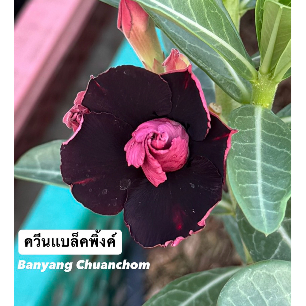 ชวนชมดอกซ้อน "ควีนแบล็คพิ้งค์" ขนาดกระถาง 6 นิ้ว (แบบถอนจัดส่ง)