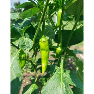 #พร้อมส่ง#พริกหยวกออแกรนิค ปลอดสาร ปลูกเองธรรมชาติ อร่อยสดให…