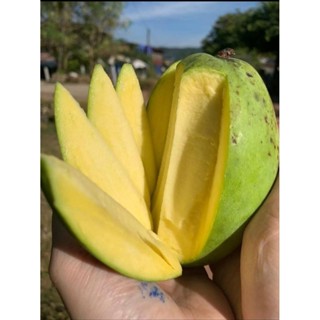 มะม่วงแก้วขมิ้น ลูกดิบ ขนาด 2-3 ลูกต่อโล สำหรับทานดิบ ปลูกแบ…