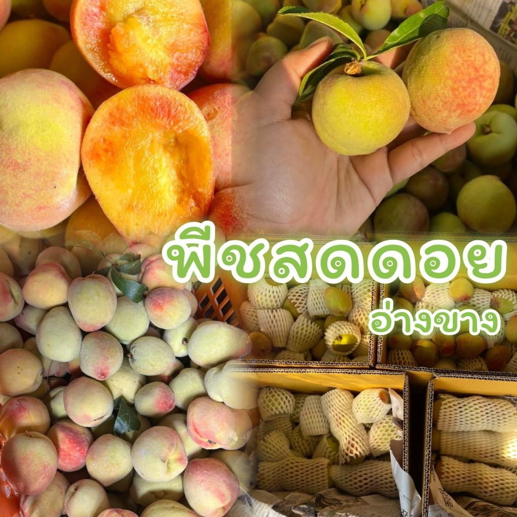 🍑พีชสดจากดอยอ่างขาง **กก.ละ 159 บาท** รสชาติหวานกรอบ ฉ่ำ อมเปรี้ยวนิดๆอร่อยมาก 🔰สดจากสวน100%