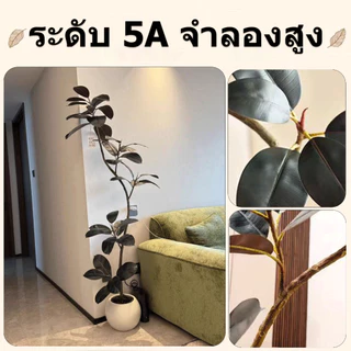 พร้อมส่งจากไทย ต้นไม้มงคลปลอม ต้นยางอินเดีย สูง 120/160/180 ซม.ต้นไม้เสมือนจริง สำหรับตกแต่งบ้านและสวน
