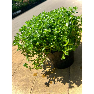Giant Bacopa ต้น ลานไพลิน ไม้อวบน้ำดอกสีม่วงอมน้ำเงิน ใช้ประดับอ่างปลา ช่วยเป็นที่หลบภัยให้ลูกปลา