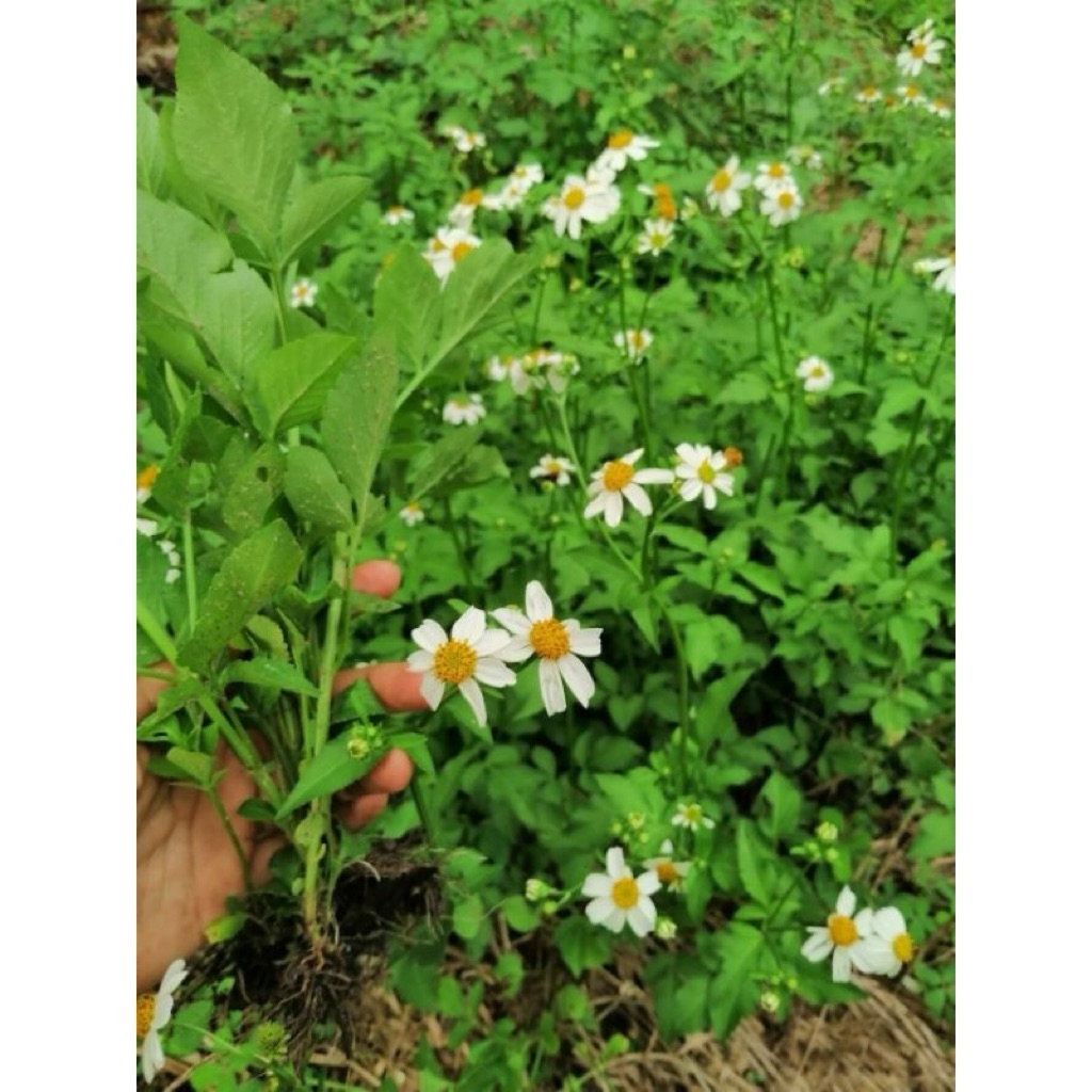 🌿ต้นดาวดอย / ปิ่นนกไส้🌱 สั่ง 5 ต้น แถม 1 ต้น