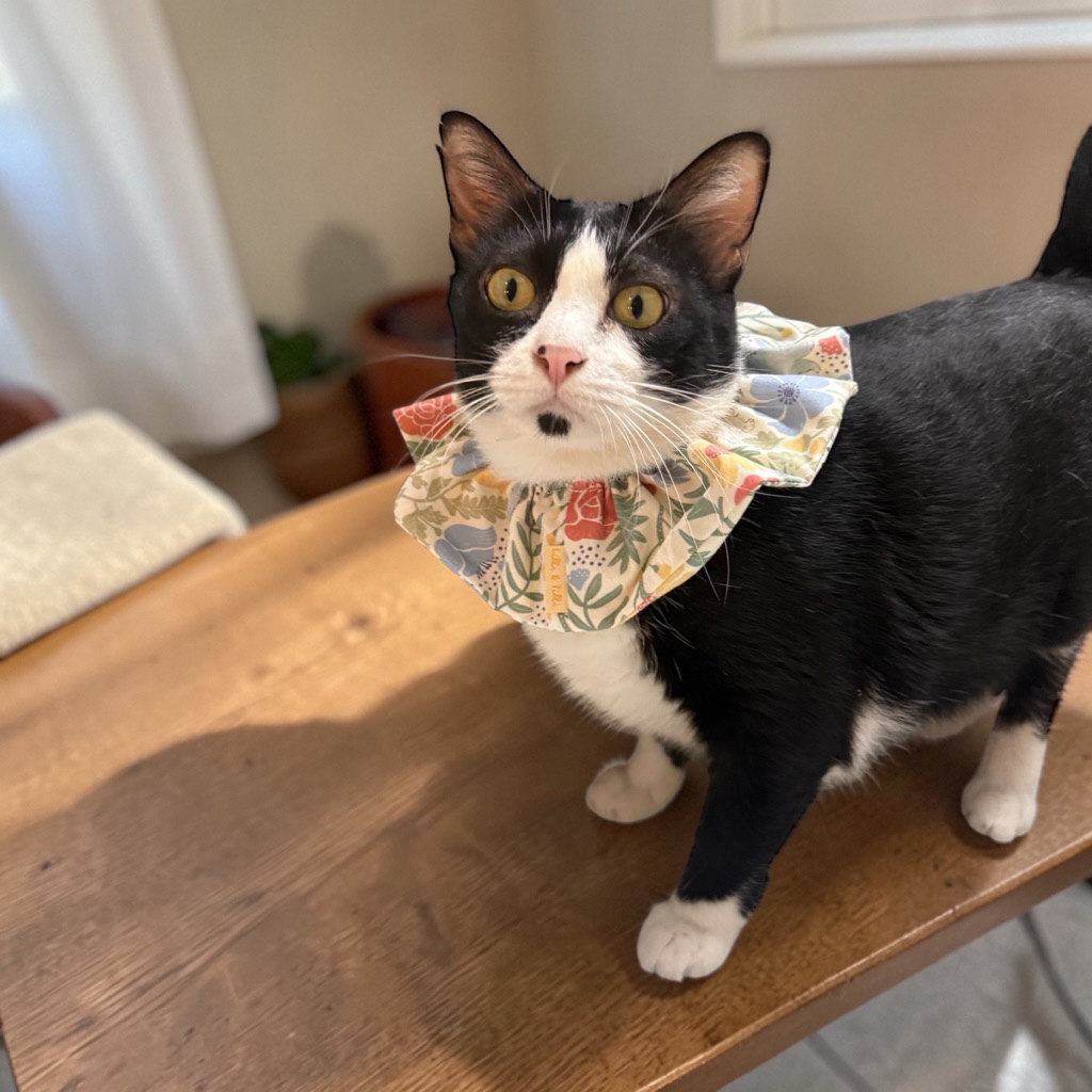 ปลอกคอน่ารัก สำหรับแมว และ สุนัขพันธุ์เล็ก ปรับขนาดได้ freesize