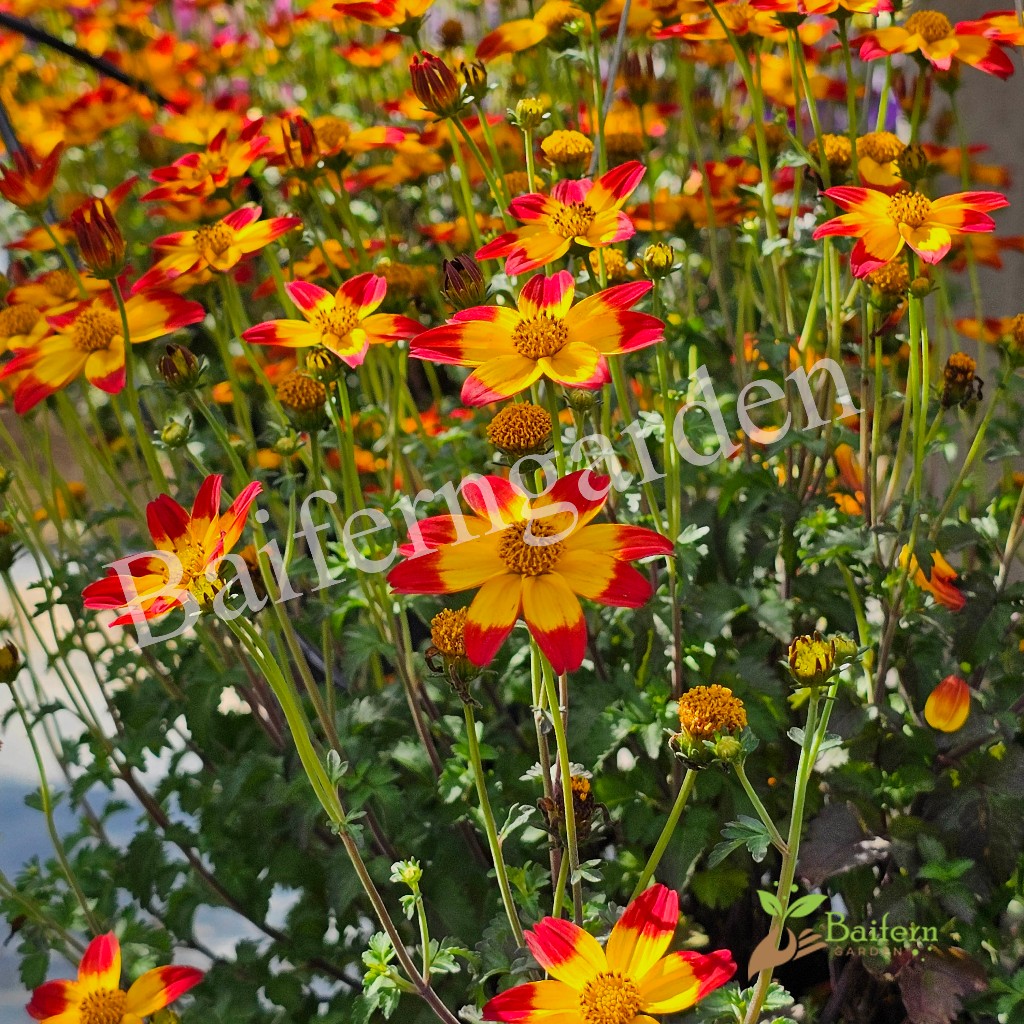 ต้นกล้าดอกไบเด้นส์บีซาร์ (Bidens Beezar) ดอกไม้กินได้ ต้นกล้าพร้อมส่ง ต้นแข็งแรงรากเยอะพร้อมปลูก ราคา ถูกที่สุด ดีลบีเคเค แกลเลอรีภาพที่ 5
