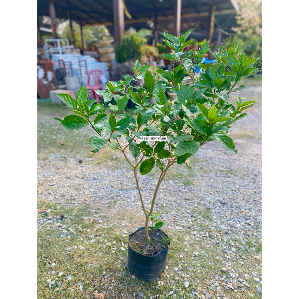 พุดกุหลาบ ต้นใหญ่ ฟอร์มพุ่มกว้าง สวย  สูง130-150CM  ต้นแข็งแรง ทนแดดจัดได้ดี ออกดอกตลอดปี