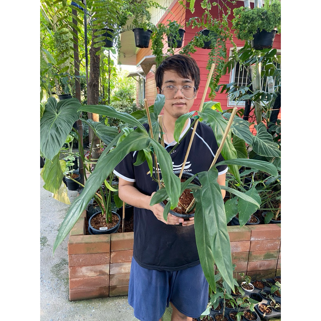 Philodendron Holtonianum ฟิโลเดนดรอนใบกางเขน" เป็นไม้ใบหายากที่มีเสน่ห์ด้วยรูปทรงใบอันเป็นเอกลักษณ์คล้ายกางเขน