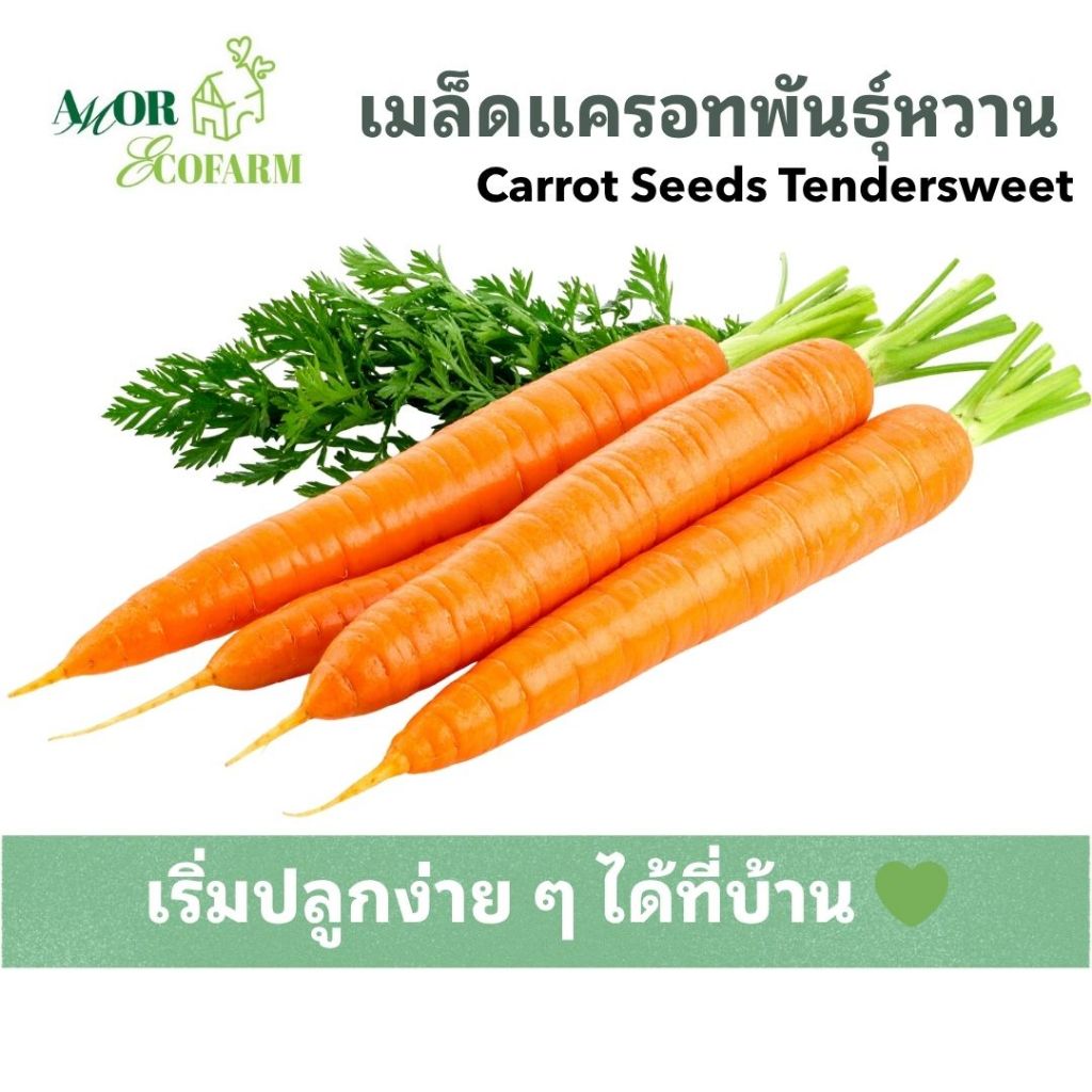 Carrot Seeds Tendersweet | เมล็ดแครอทพันธุ์หวาน กรอบ ปลูกง่าย โตเร็ว | Non-GMO เมล็ดผักสวนครัว
