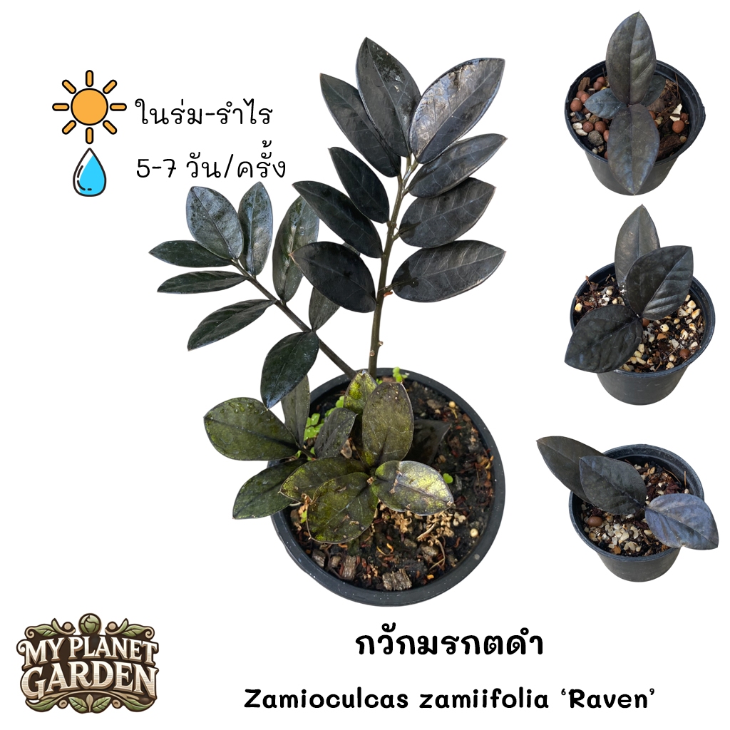 กวักมรกต กวักมรกตดำ - ZZ Plant