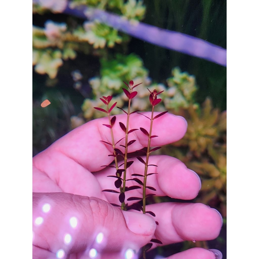 โรทาล่าฟลอริด้า Rotala ramosior "Florida"