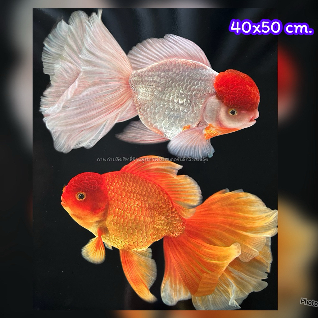 ภาพ ปลาเงินปลาทอง ขนาด 40x50 cm. ไม่มีกรอบรูป