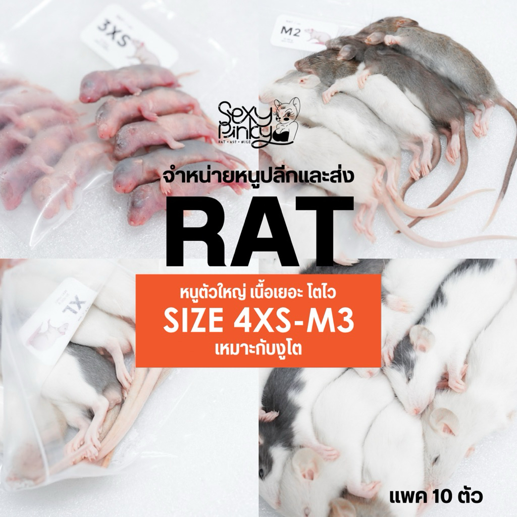 หนูแช่แข็ง Rat หนูตัวใหญ่ เนื้อเยอะ อาหารสำหรับงูโต จำหน่ายปลีกและส่ง มีหลายขนาด 4XS-M3