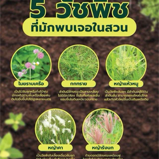 กลูโฟซิเนต แกลอนส้ม (เข้)ขนาด4ลิตร ปราบเรียบวัชพืช ในนา ในสวน ในไร่ ทั้งใบแคบและใบกว้าง.