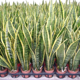 🌿 ลิ้นมังกร ไม้มงคล ฟอกอากาศ ปลูกง่ายมาก! 🌿 30-80 CM