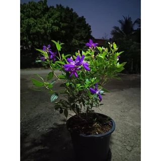 ต้นม่วงมงคล (Tibouchina urvilleana) หรือโคลงเคลงออสเตรเลีย ดอกสีม่วงเข้ม ปลูกหน้าบ้านเพื่อความเป็นสิริมงคล ความโชคดี
