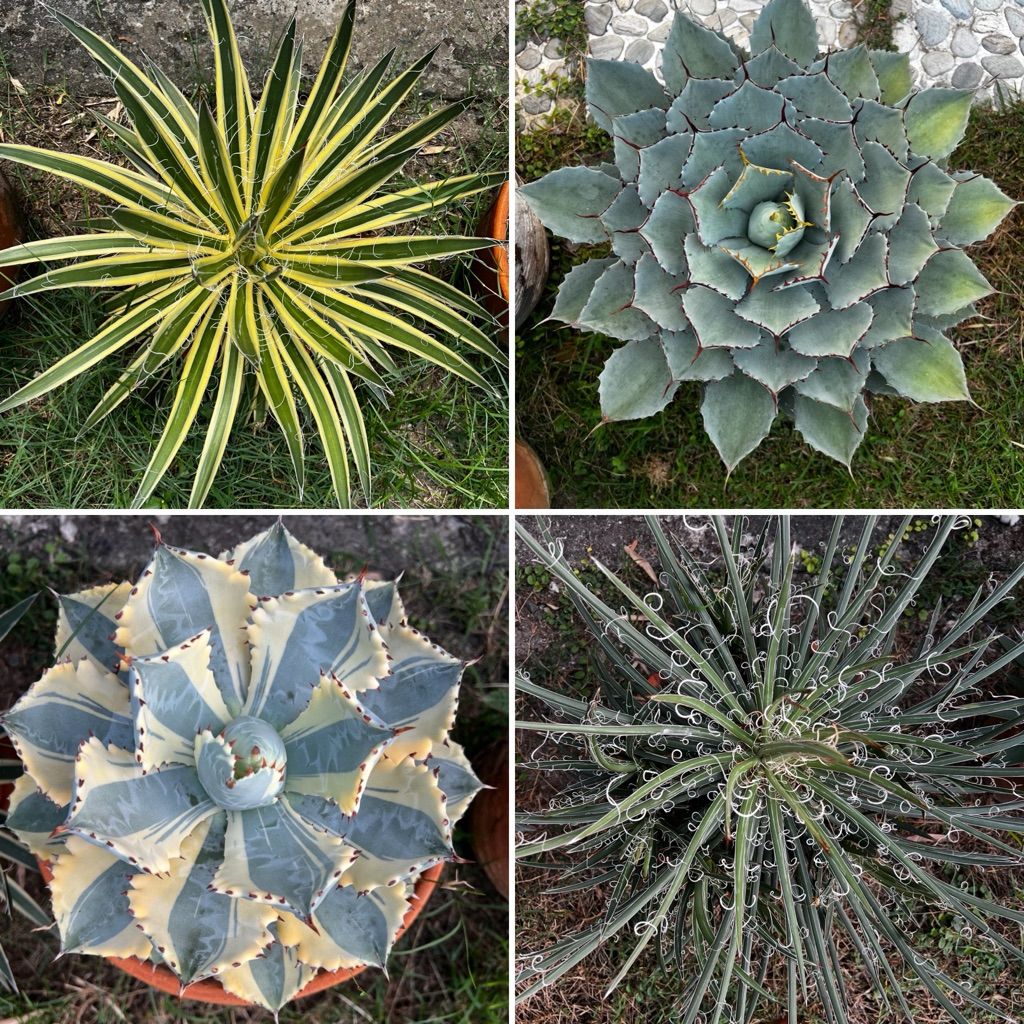 Agave อากาเว่ แคคตัส กระบองเพชร ไม้อวบน้ำ