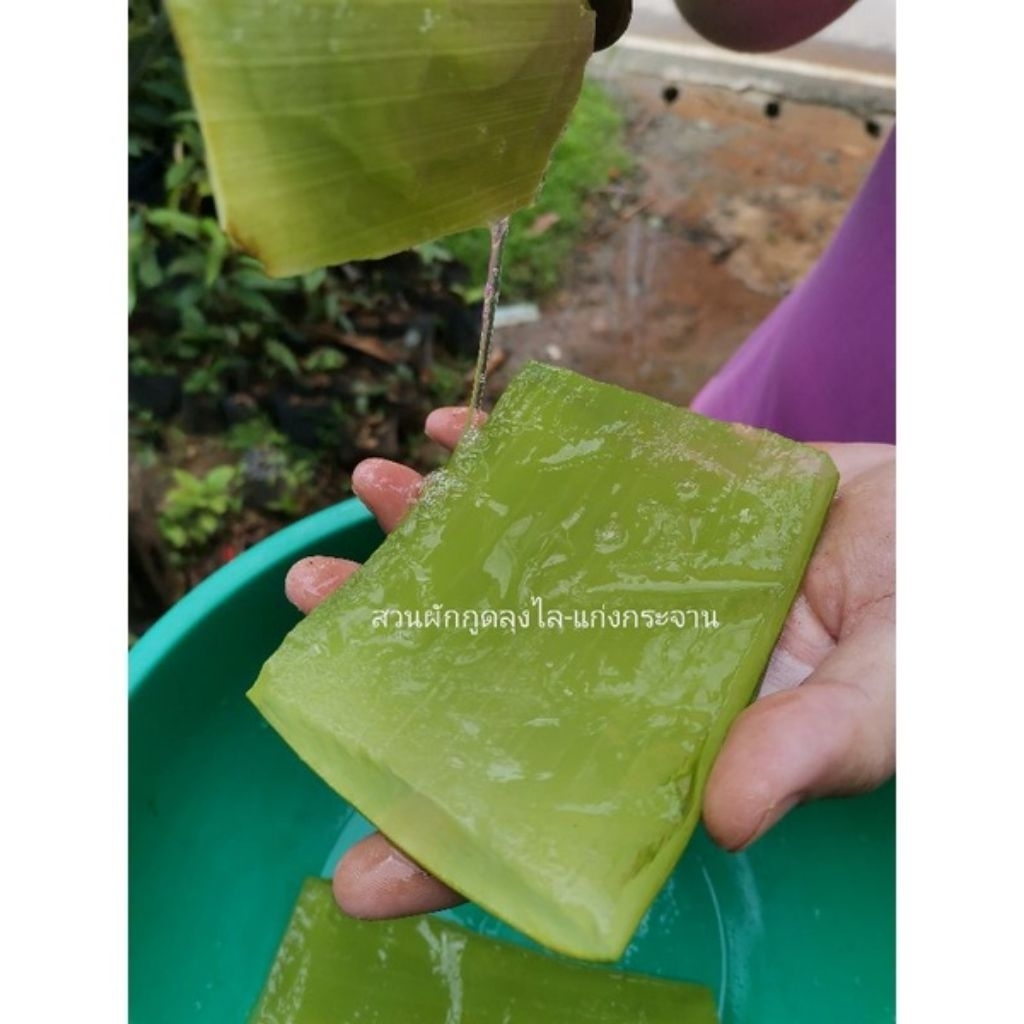 ใบว่านหางจระเข้ สด ออแกนิก ไร้สารเคมี 1กิโล18 บาท คละไซด์ พันธุ์บาร์บาเดนซิส