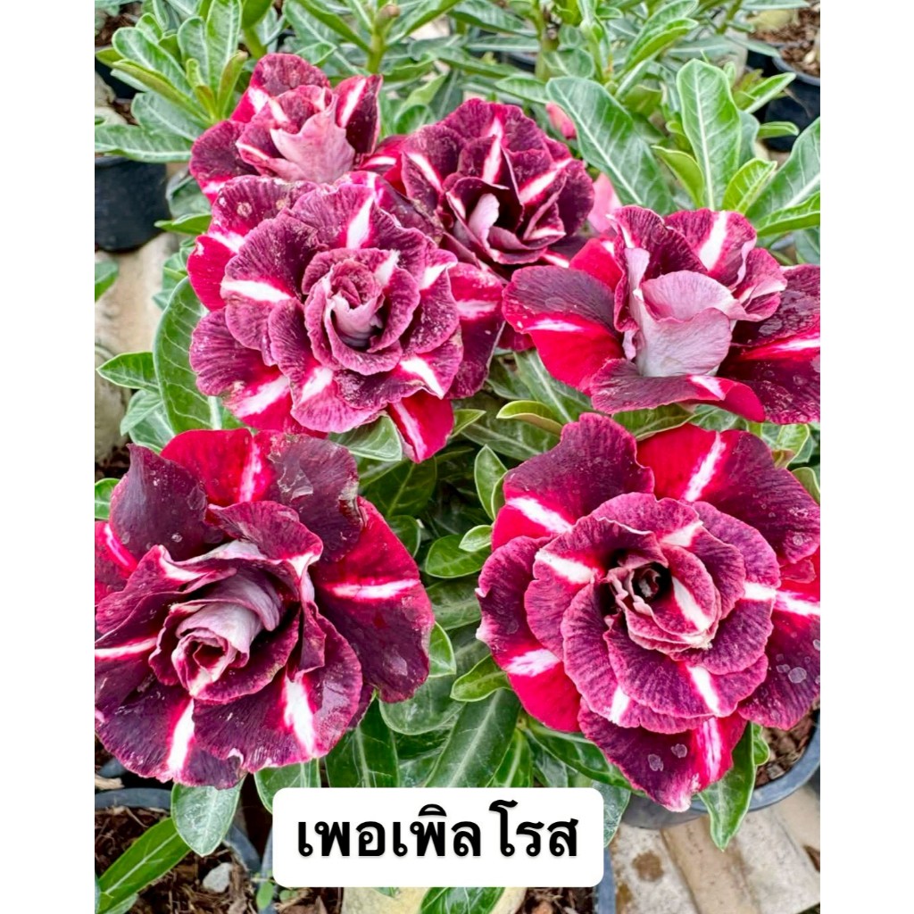 ชวนชมดอกซ้อน "เพอเพิลโรส" ขนาดกระถาง 6 นิ้ว (แบบถอนจัดส่ง)