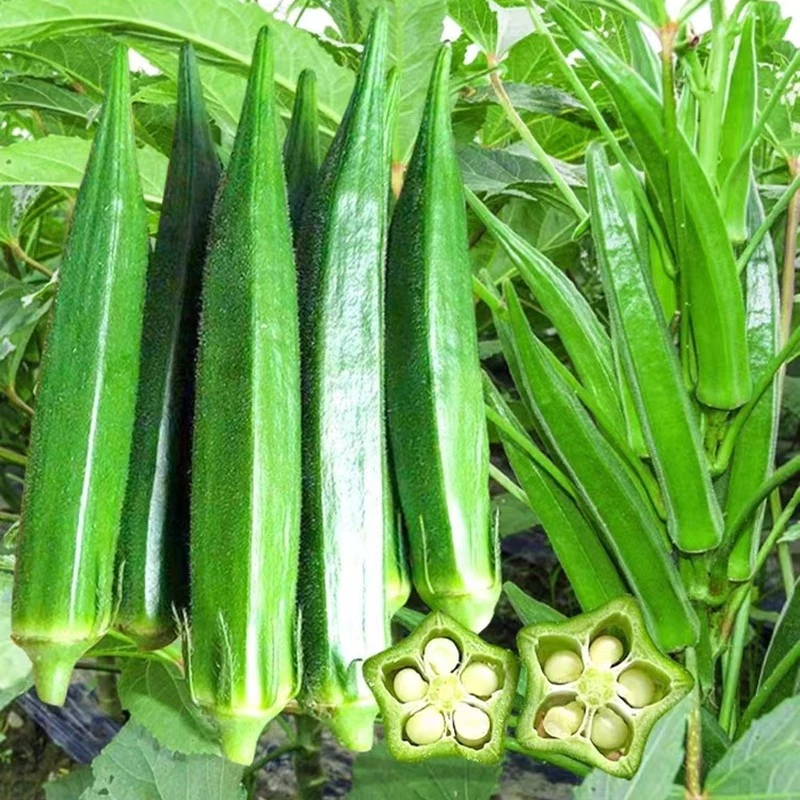 เมล็ดพันธุ์กระเจี๊ยบเขียว 20เม็ด ปลูกง่าย ดกแตกแขนงดี กินสดได้หวานอร่อย
