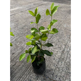 ต้นเชอร์รี่ไทย เป็นไม้พุ่มขนาดกลาง Patsorntree