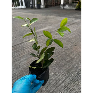 ต้นเชอร์รี่ไทย เป็นไม้พุ่มขนาดกลาง Patsorntree