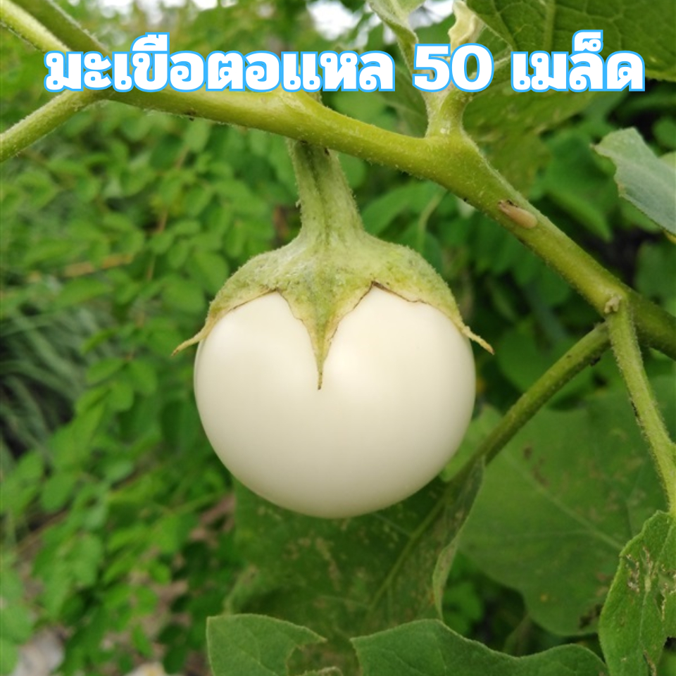 เมล็ดพันธุ์มะเขือตอแหล 50 เมล็ด