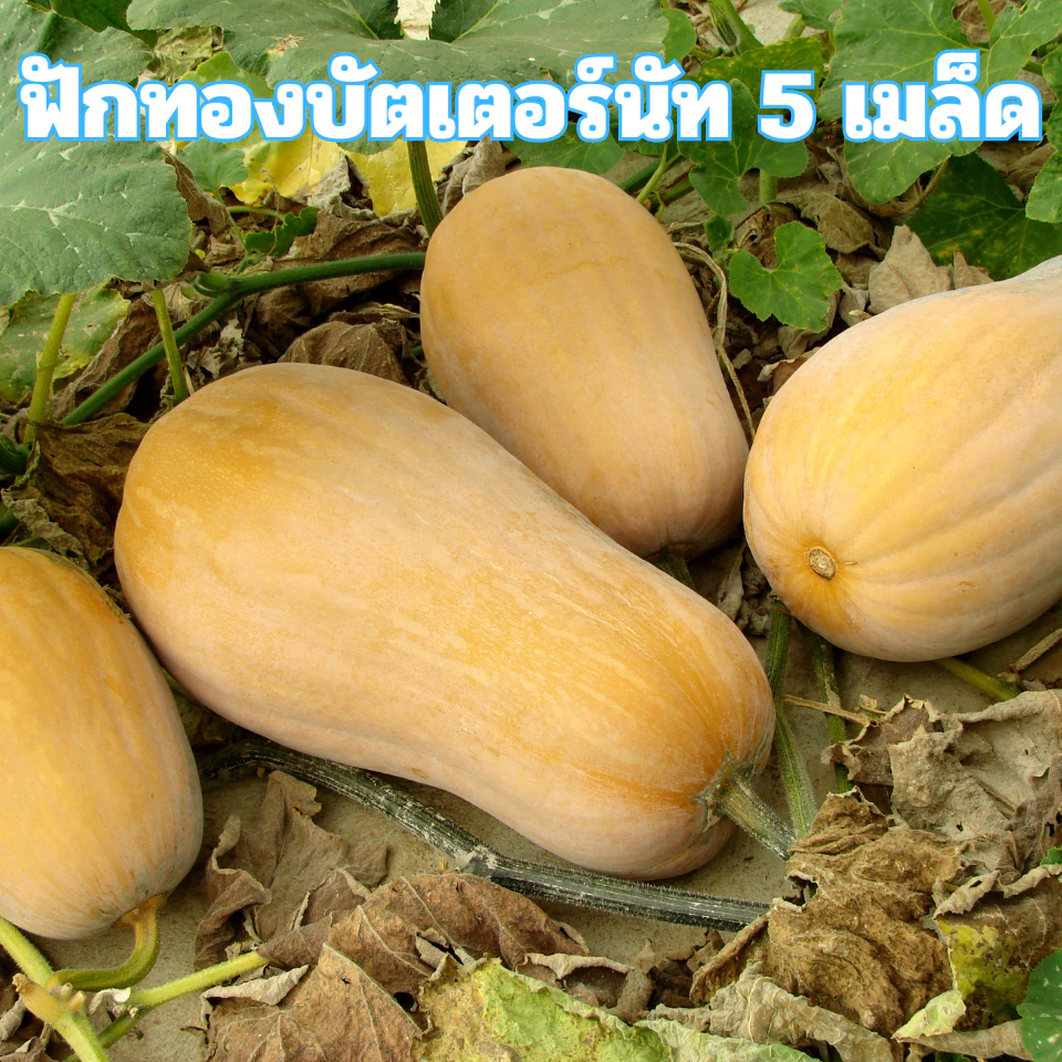 เมล็ดพันธุ์ฟักทองบัตเตอร์นัท 5 เมล็ด