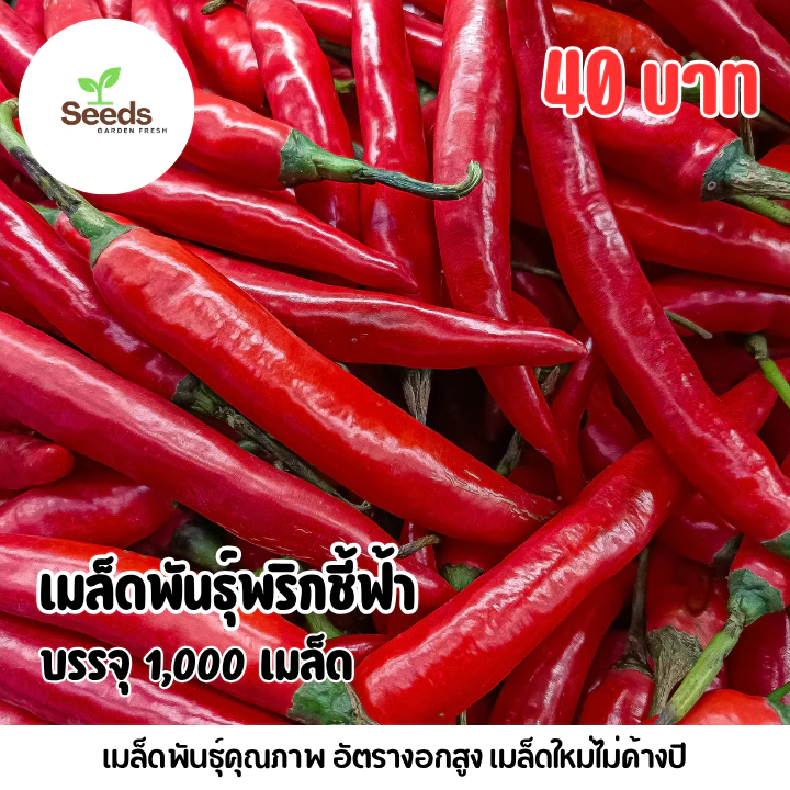 เมล็ดพันธุ์พริกชี้ฟ้า บรรจุ 1,000 เมล็ด