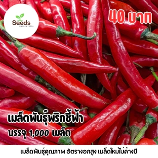 เมล็ดพันธุ์พริกชี้ฟ้า บรรจุ 1,000 เมล็ด